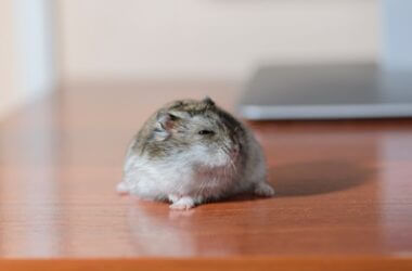 why do hamsters blink?