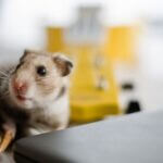 why do hamsters die easily?