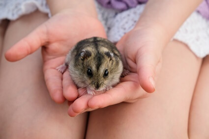 why do hamsters die young?