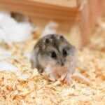 why do hamsters freeze up?