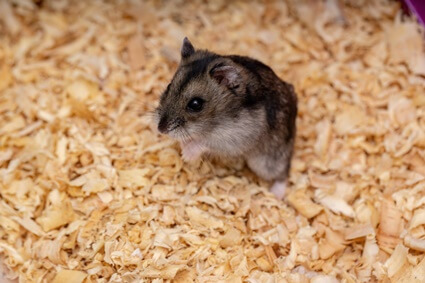 why do hamsters fur get darker?