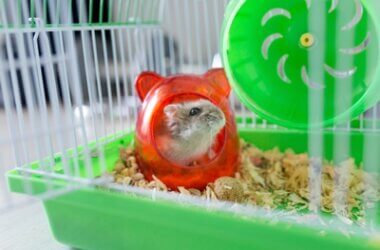 why do hamsters make hissing noises?