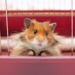 why do hamsters stare?