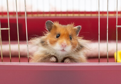 why do hamsters stare?