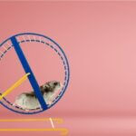 why does my hamster pee on its wheel?