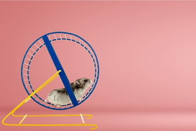 why does my hamster pee on its wheel?