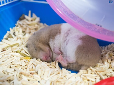 why does my hamster sleep so much?