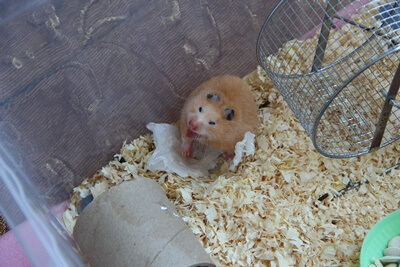 why does my hamster yawn?
