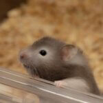 why does my new hamster keep trying to escape?