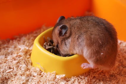 why does your hamster have diarrhea?