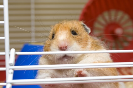 why is my hamster frozen and shaking?