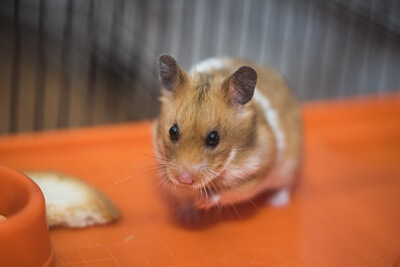 why is my hamster losing weight?