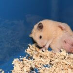 why is my hamster not using its back legs?