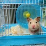 why is my hamster not using its wheel?