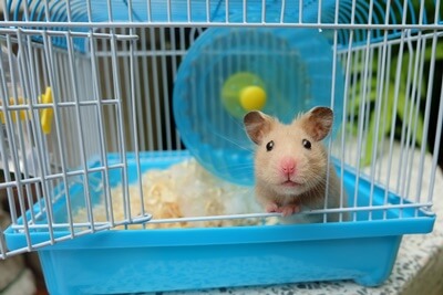 why is my hamster not using its wheel?