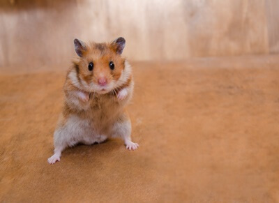 why is my hamster suddenly scared of me?