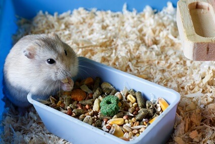 why is my hamster's fur getting lighter?