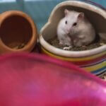 why is my hamsters poop green?