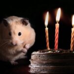 are candles toxic to hamsters?