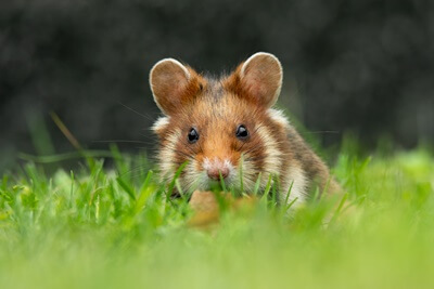 are hamsters prey or predator?
