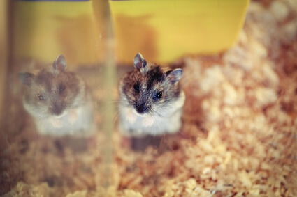 can hamsters climb glass?