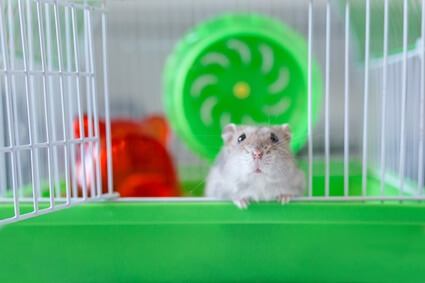 can hamsters jump out of a cage?