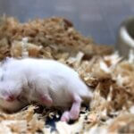 can you change a hamsters sleep pattern?