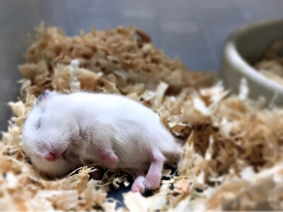 can you change a hamsters sleep pattern?