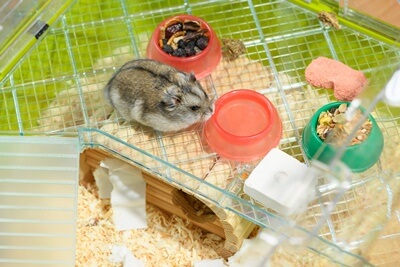 do hamsters ever get bored?