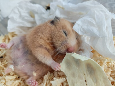 how can I make my hamster sleep at night?