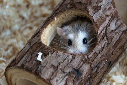 how do you know if a hamster is bored?