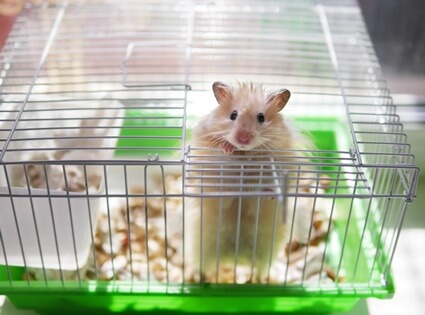 why does my hamster mess up its cage?