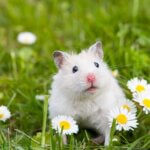 can hamsters understand human language?