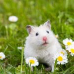 can hamsters understand human language?