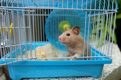 do hamsters attract bugs?