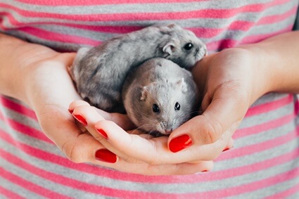 female hamster pair names