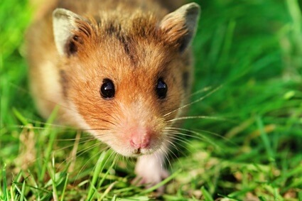 male hamster names