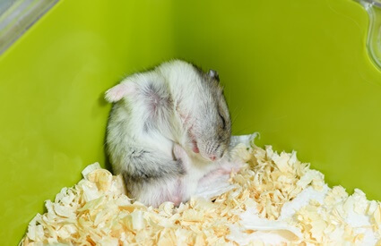 what does it mean if your hamster keeps scratching?