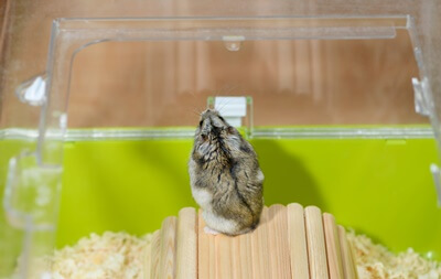 what does it mean when a hamster is bleeding from its bum?
