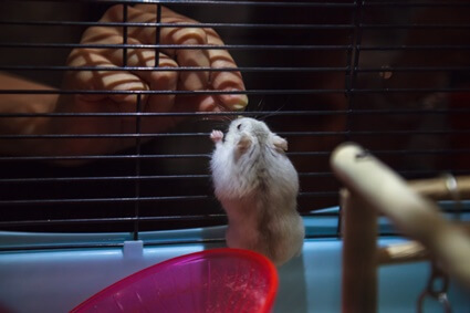 what to do if your hamster’s bum is bleeding