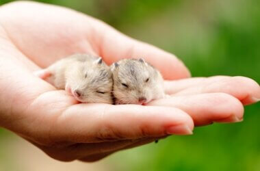 baby hamster development