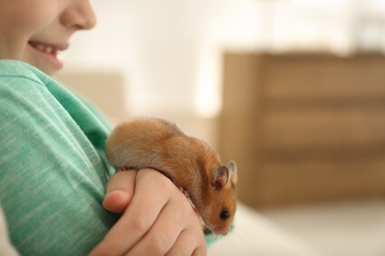 do hamsters miss their owners?