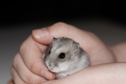 how to not hold a hamster