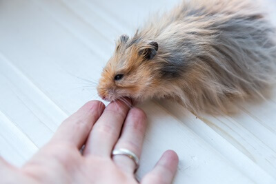 will hamsters bite themselves?