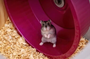 are dwarf hamsters friendly?