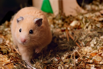 can hamsters die from dirty bedding?