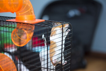can hamsters squeeze through bars?