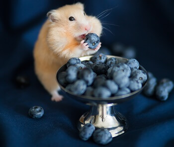 can pet hamsters eat blueberries?
