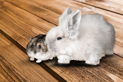 can rabbits and hamsters be in the same room?