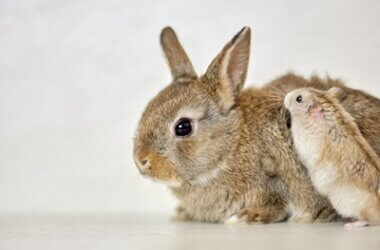 can rabbits and hamsters live together?